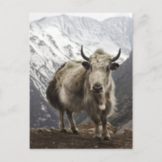 Cartão Postal Iaques no Nepal
