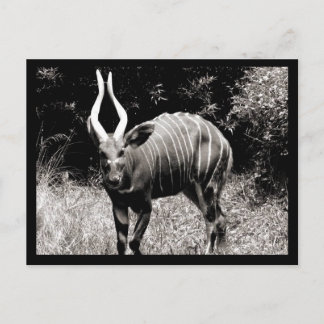 Cartão Postal Íbex