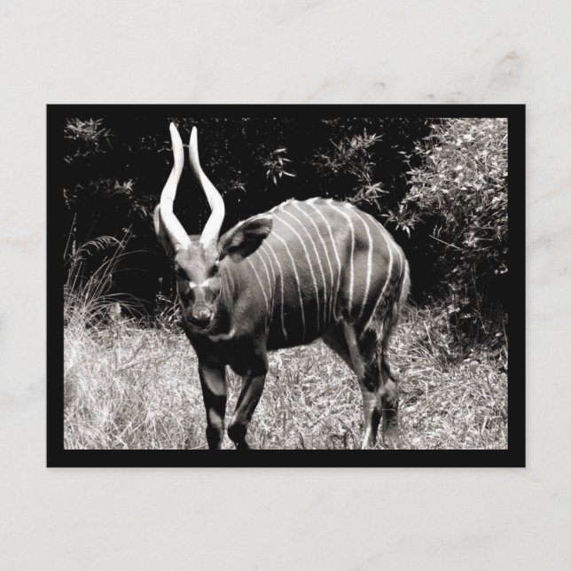 Cartão Postal Íbex (Frente)