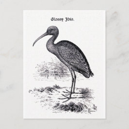 Cartão Postal Ibis brilhante Ilustração Vintage