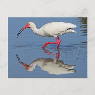 Cartão Postal Ibis Coastal Bird