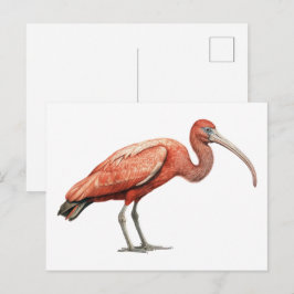 Cartão Postal Íbis II