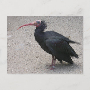 Cartão Postal Ibis norte