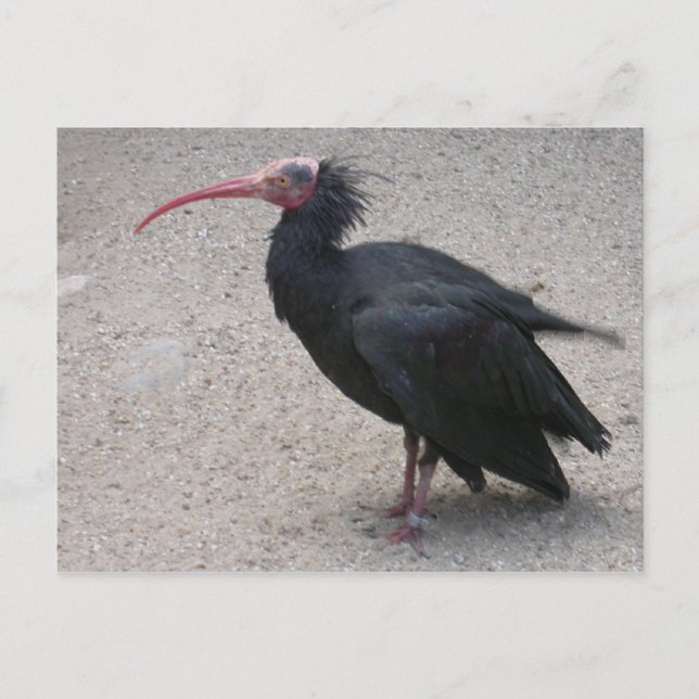 Cartão Postal Ibis norte (Frente)