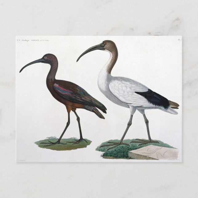 Cartão Postal Ibises, de "Description de l'Eypte", 1817 (Frente)
