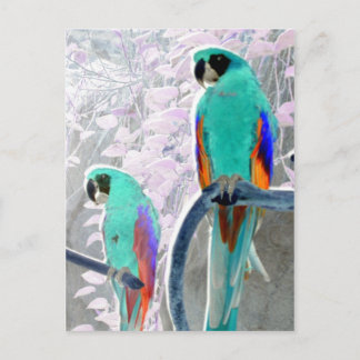 Cartão Postal Ice Parrots