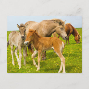 Cartão Postal Iceland. Dyrholaey. Icelandic horse foals