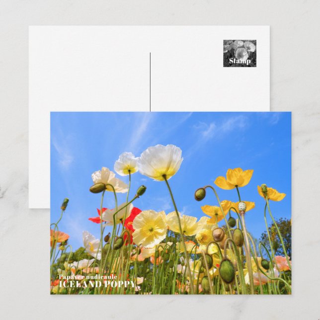 Cartão Postal Iceland Poppy (Frente/Verso)