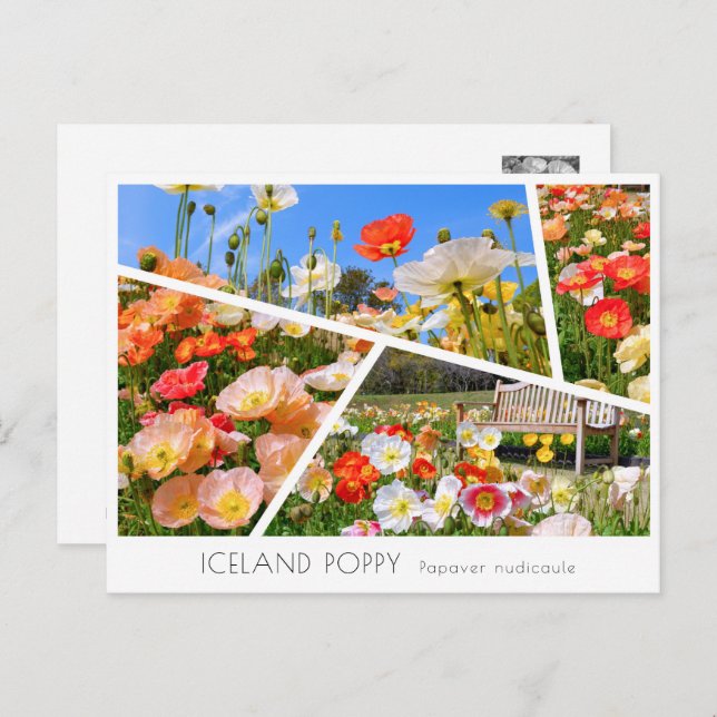 Cartão Postal Iceland Poppy (Frente/Verso)