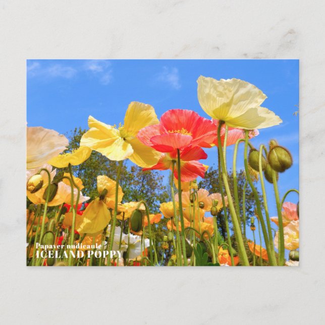 Cartão Postal Iceland Poppy (Frente)