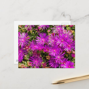 Cartão Postal Iceplants roxo bonito