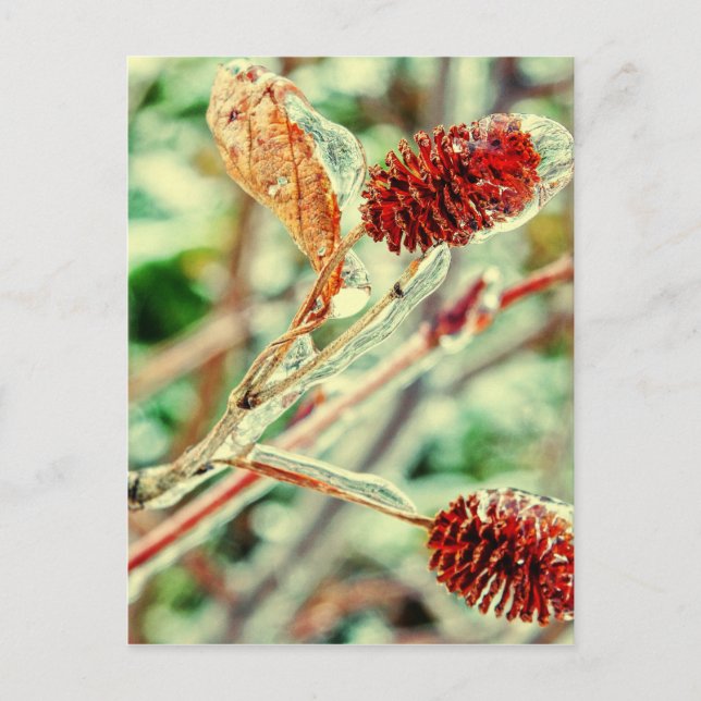 Cartão Postal Icy (Frente)