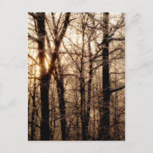 Cartão Postal Icy Braches no Sunset