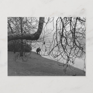 Cartão Postal Icy Lake