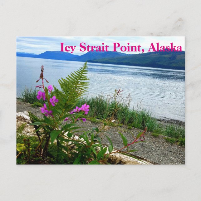 Cartão Postal Icy Strait Point, Alaska Postcard (Frente)