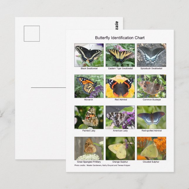 Cartão Postal Identificação de borboletas (Frente/Verso)