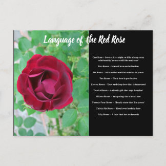 Cartão Postal Idioma do Cartão-Postal Rosa