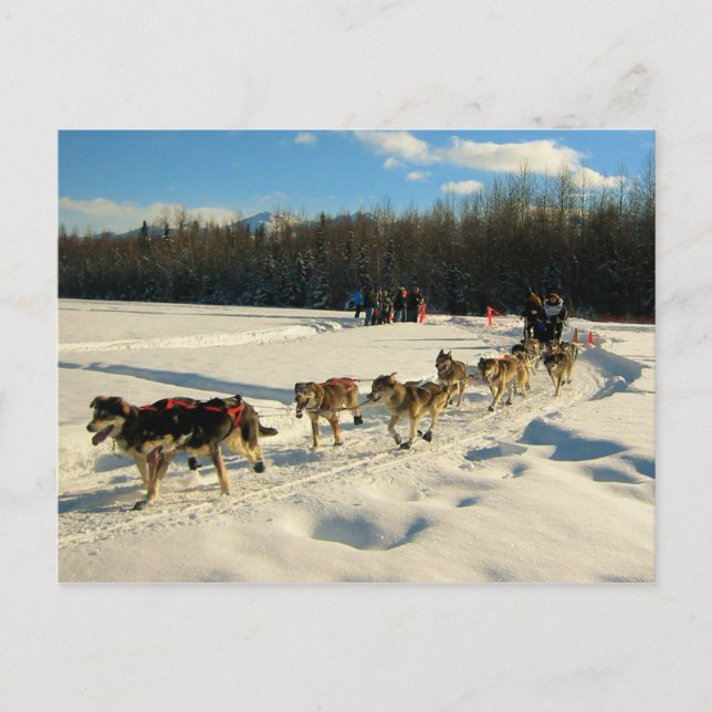 Cartão Postal Iditarod Trail Sled Race (Frente)