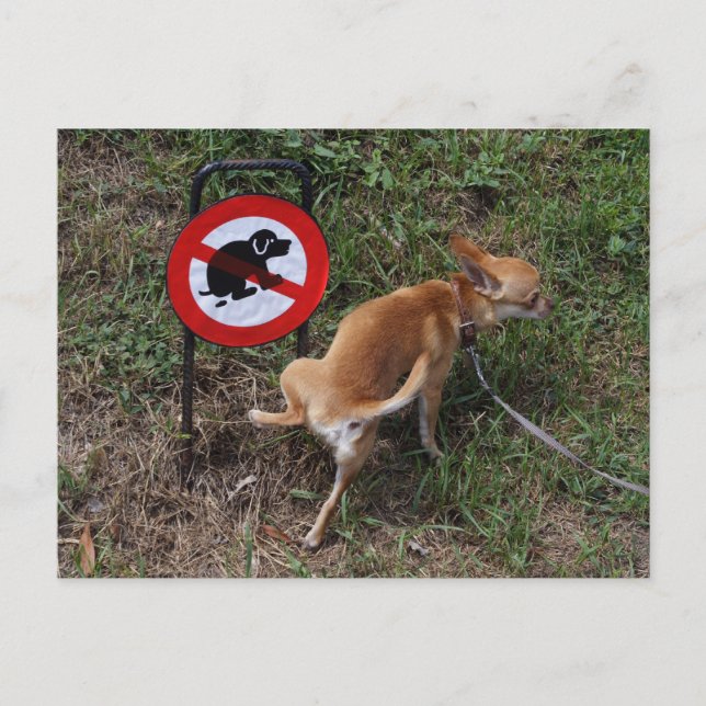 Cartão Postal Ignorância é felicidade (Frente)