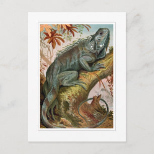 Cartão Postal Iguana