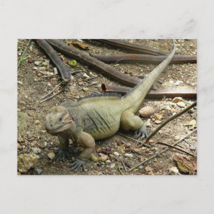 Cartão Postal Iguana