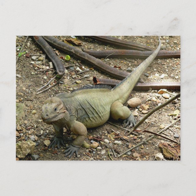 Cartão Postal Iguana (Frente)