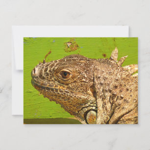 CARTÃO POSTAL IGUANA