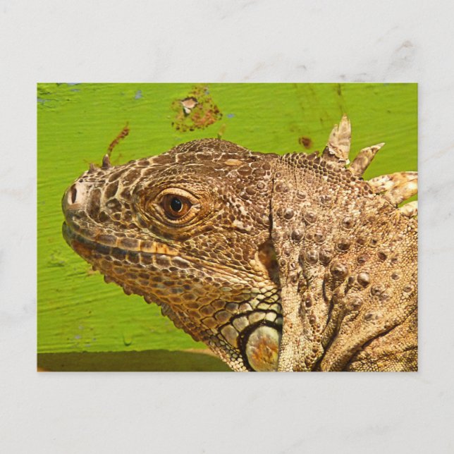 CARTÃO POSTAL IGUANA (Frente)