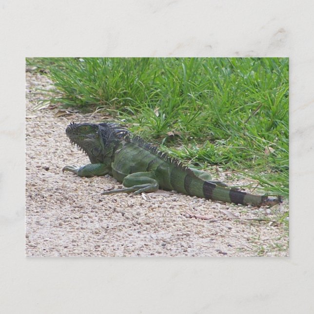 Cartão Postal Iguana (Frente)