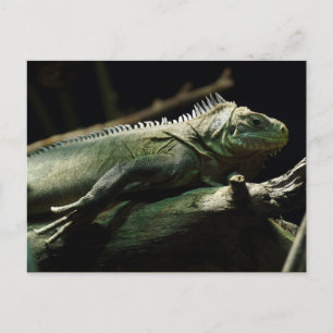 Cartão Postal Iguana delicatissima