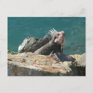 Cartão Postal Iguana em St. Thomas