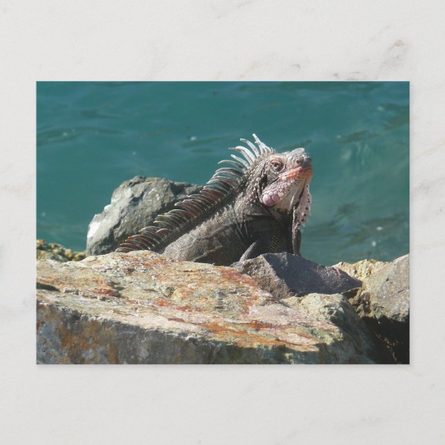 Cartão Postal Iguana em St. Thomas (Frente)