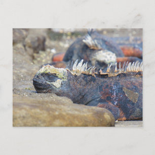 cartão postal iguana galapagos dormindo