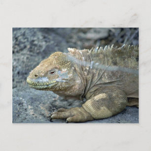 Cartão Postal Iguana, Ilhas Galápagos