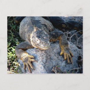 Cartão Postal Iguana, Ilhas las Plazas, Galápagos