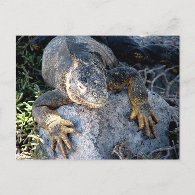 Cartão Postal Iguana, Ilhas las Plazas, Galápagos (Frente)