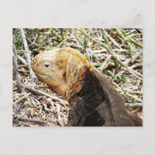 Cartão Postal Iguana, Isla Seymour, Galápagos.
