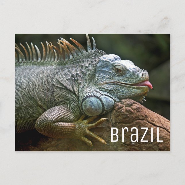 Cartão Postal Iguana Lizard Brasil (Frente)