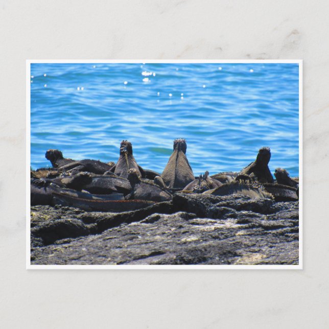 Cartão Postal iguana marinha (Frente)