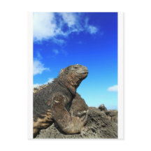 Iguana marinha de Galápagos tomando sol