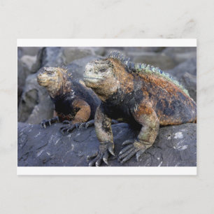 Cartão Postal iguana marinha Galápagos San Cristobal