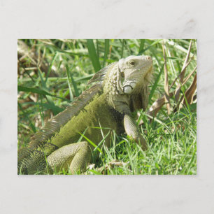 Cartão Postal Iguana Porto Rico