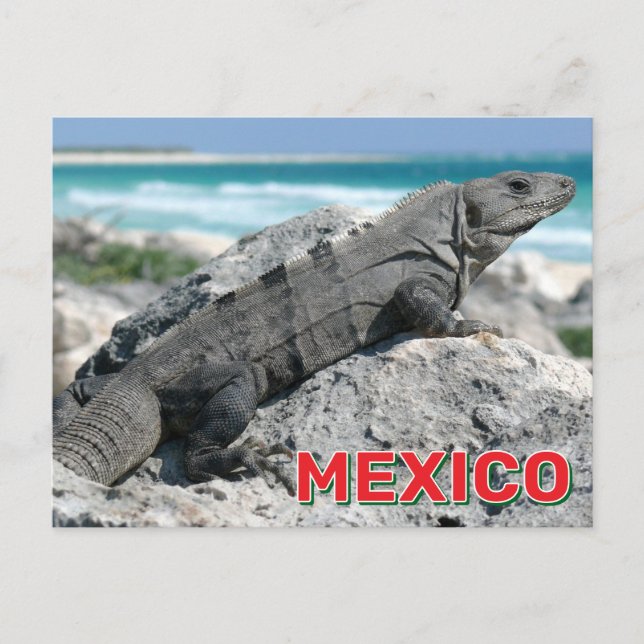 Cartão Postal Iguana Preta Espinosa Que Se Espinou No México (Frente)