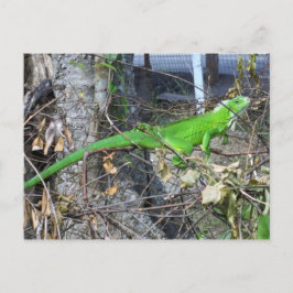 Cartão Postal Iguana Sunbelt em La Romain, Trindade do Sul