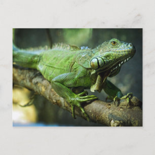 Cartão Postal Iguana Verde