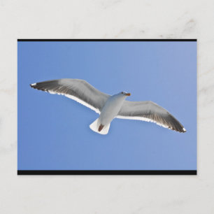 Cartão Postal Ilha Anacapa, Gaivota Ocidental