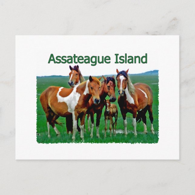Cartão Postal Ilha de Assateague (família de pôneis) (Frente)