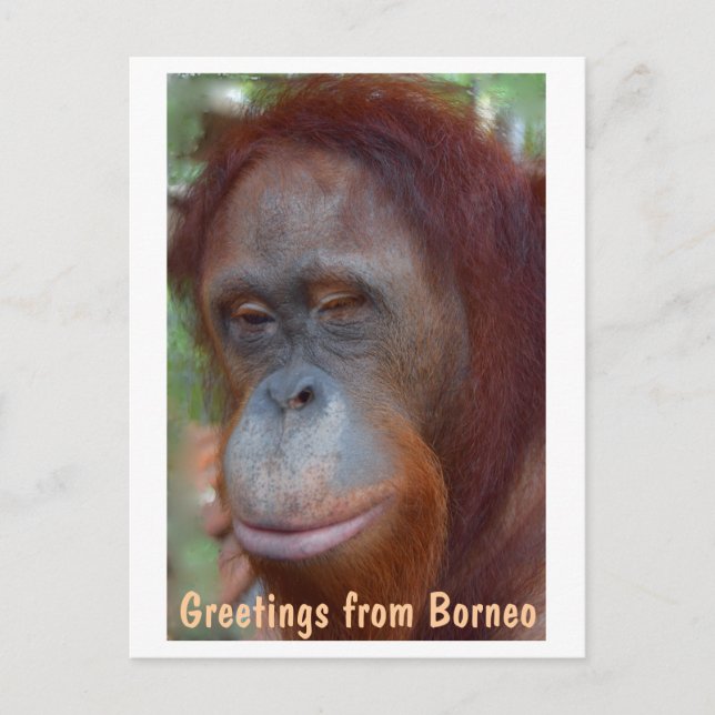 Cartão Postal Ilha de Borneo Orangutan (Frente)