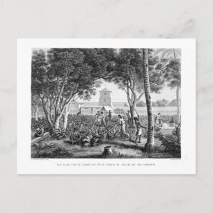 Cartão Postal Ilha de Guam: Nativos no Trabalho no Jardim do T