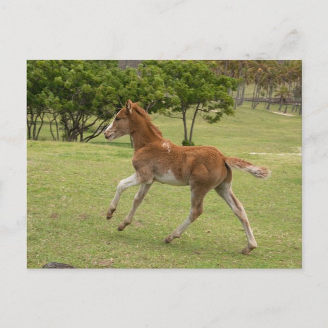 Cartão Postal Ilha de Páscoa também conhecida como Rapa Nui (Frente)